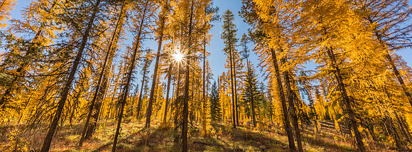 Tamaracks in Fall Montana-5936