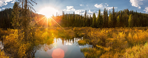 Sula Montana-